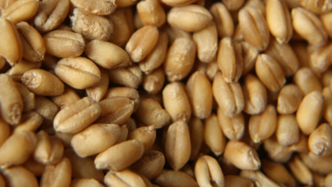 Farro