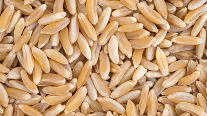 Khorasan wheat