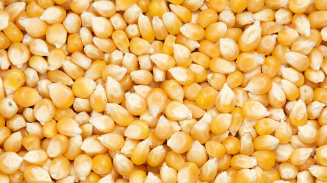 Corn